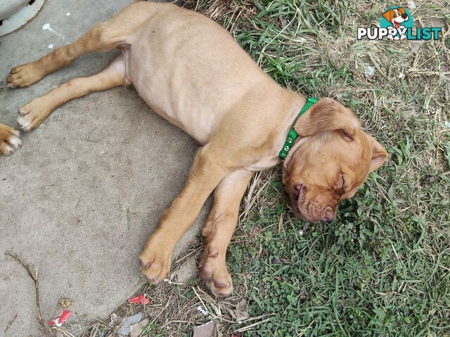 Dogue de Bordeaux Cross Labrador puppies