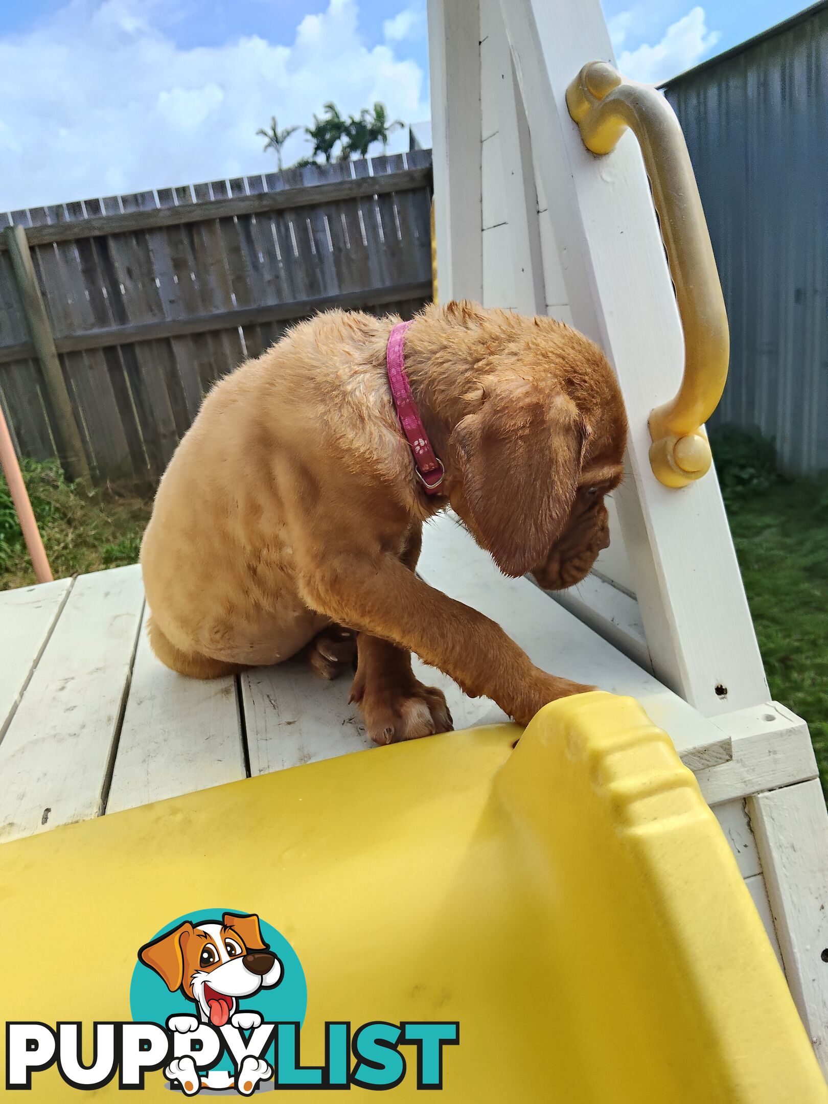 Purebred Dogue de Bordeaux puppies for sale