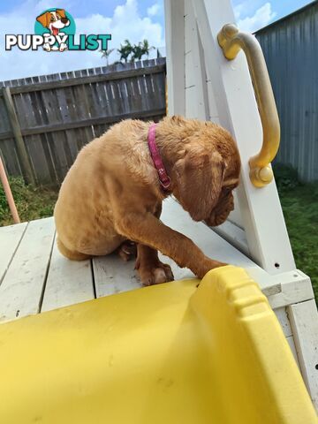 Purebred Dogue de Bordeaux puppies for sale