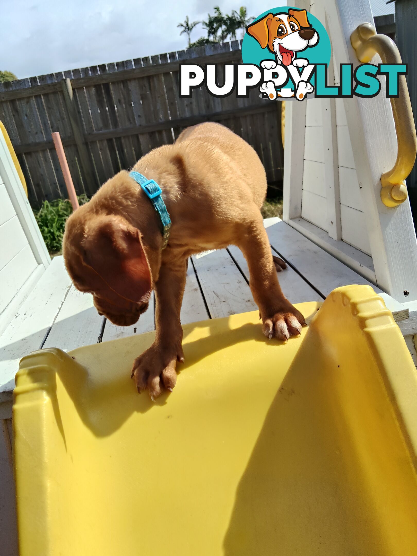 Purebred Dogue de Bordeaux puppies for sale
