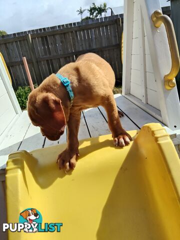 Purebred Dogue de Bordeaux puppies for sale