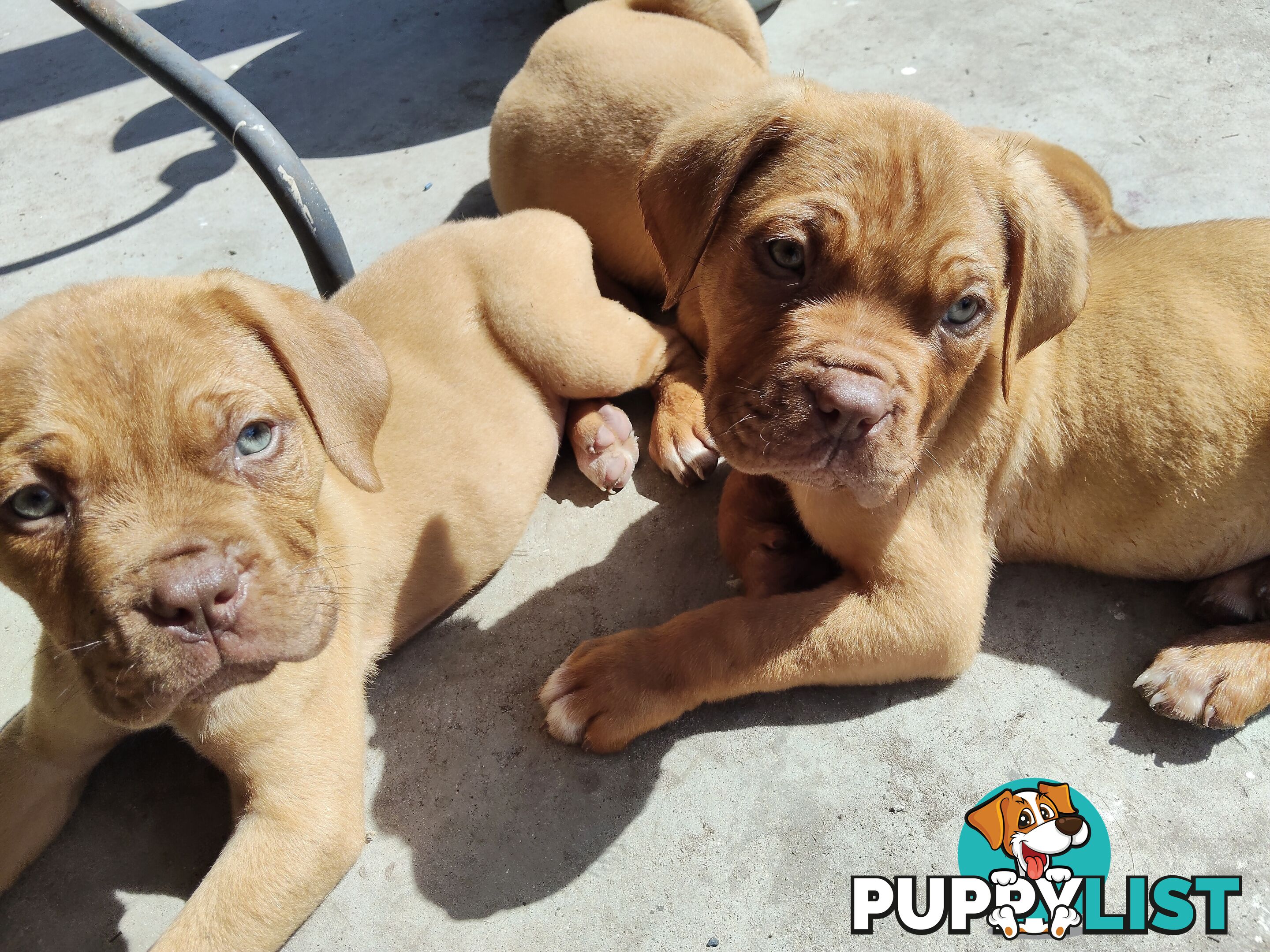 Purebred Dogue de Bordeaux puppies for sale