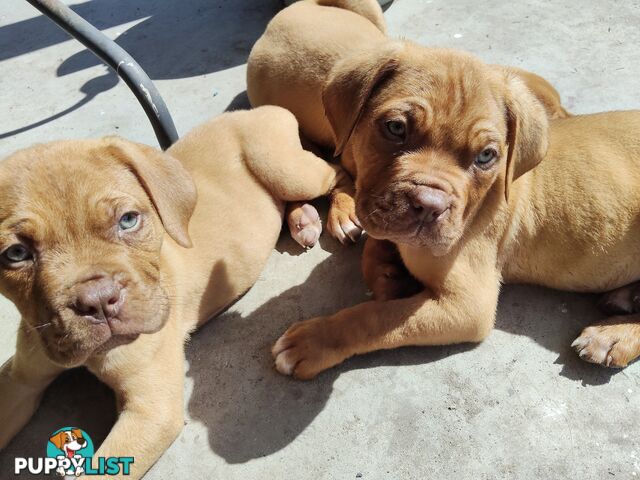 Purebred Dogue de Bordeaux puppies for sale