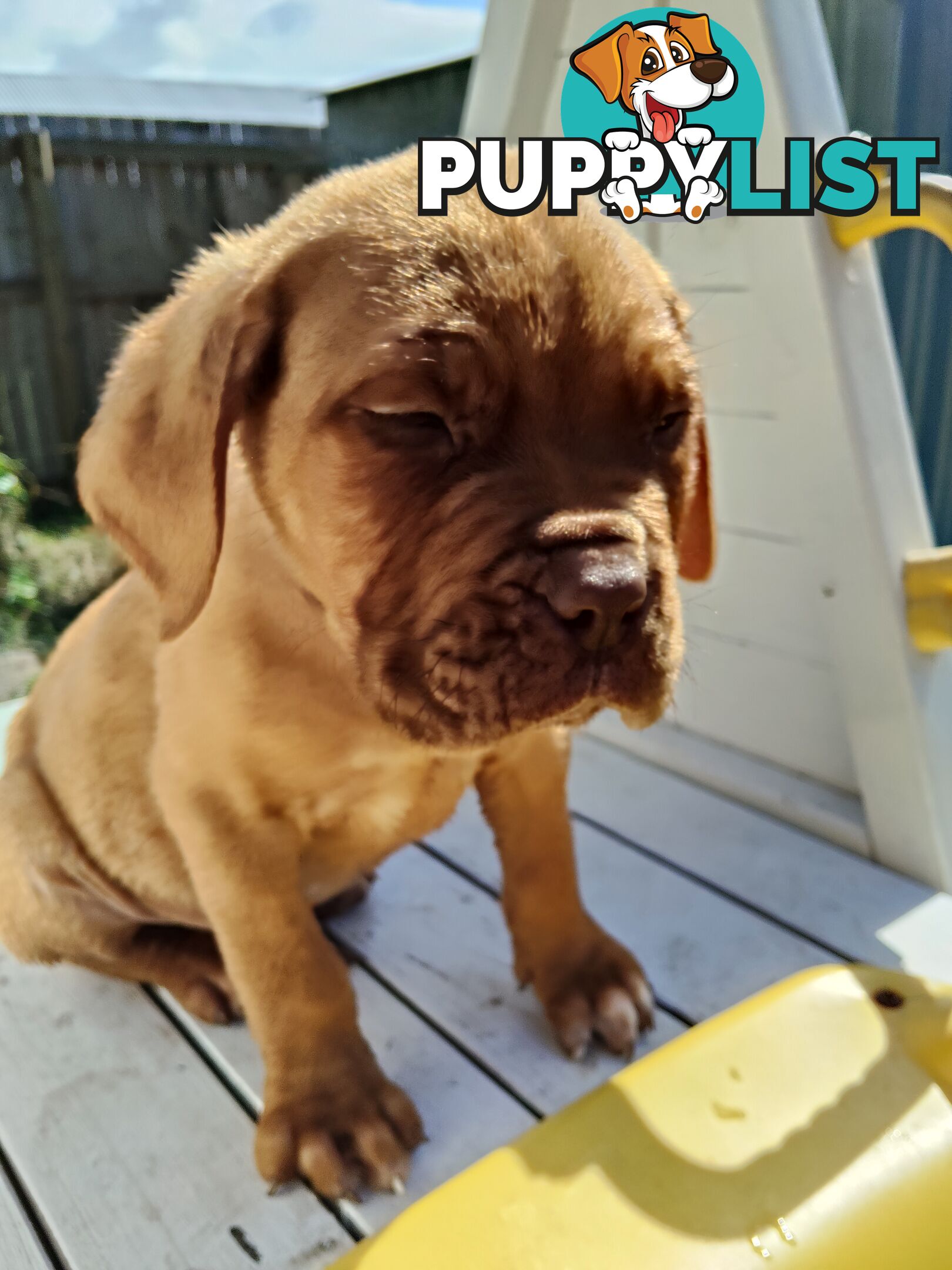 Purebred Dogue de Bordeaux puppies for sale