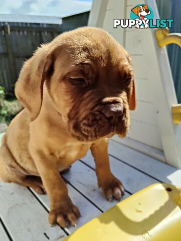 Purebred Dogue de Bordeaux puppies for sale