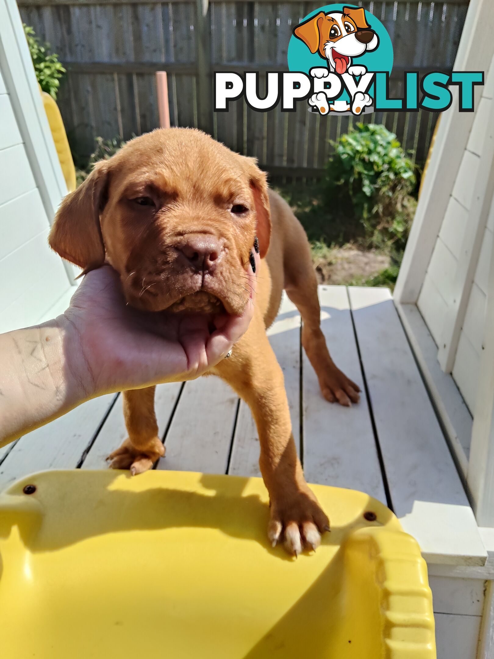 Purebred Dogue de Bordeaux puppies for sale
