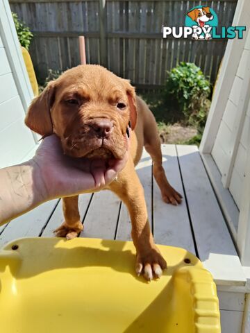 Purebred Dogue de Bordeaux puppies for sale