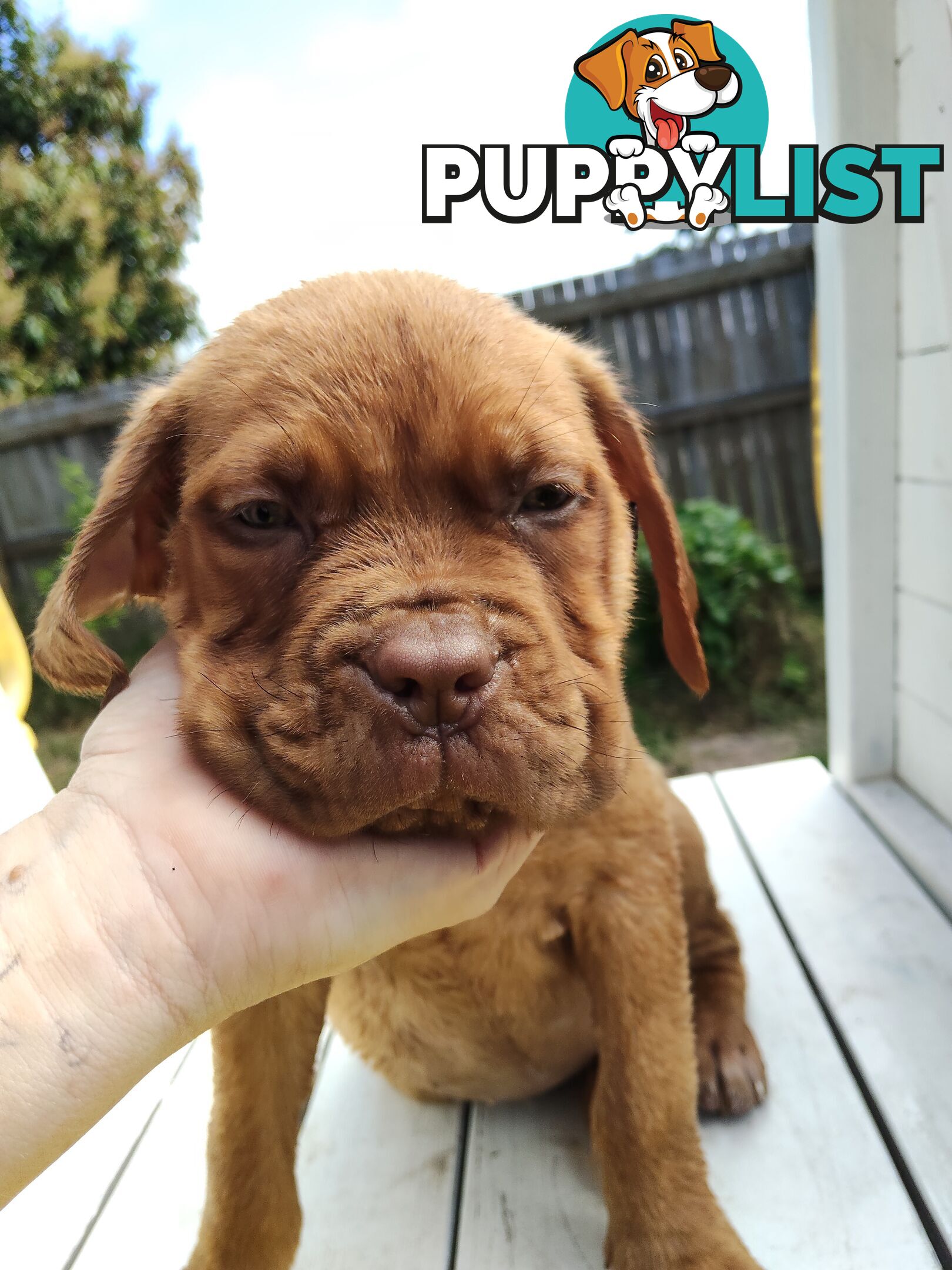 Purebred Dogue de Bordeaux puppies for sale