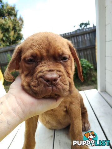 Purebred Dogue de Bordeaux puppies for sale