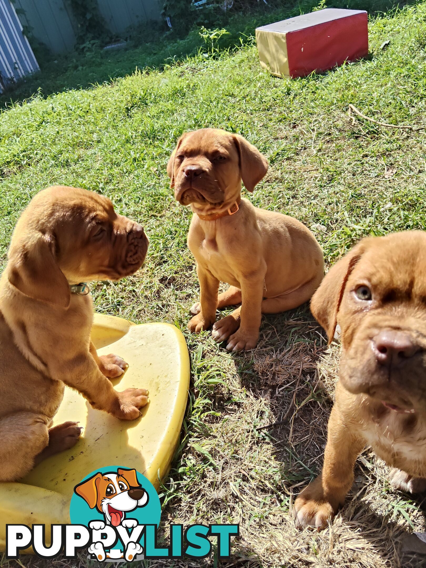 Purebred Dogue de Bordeaux puppies for sale