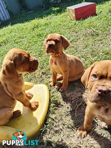 Purebred Dogue de Bordeaux puppies for sale