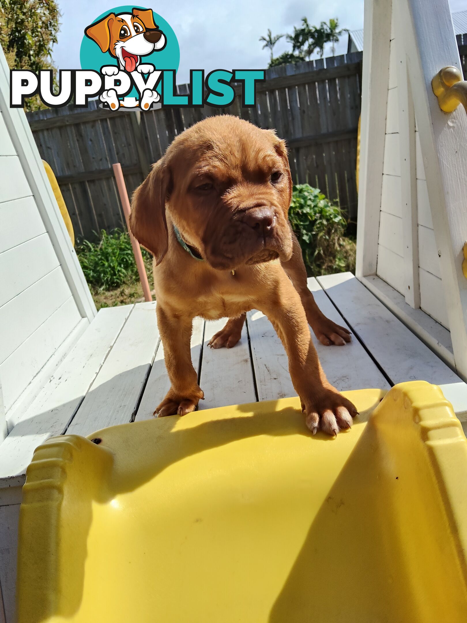 Purebred Dogue de Bordeaux puppies for sale