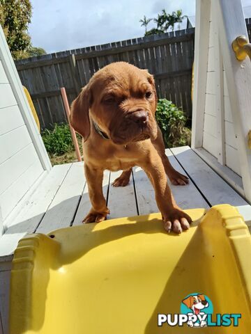 Purebred Dogue de Bordeaux puppies for sale