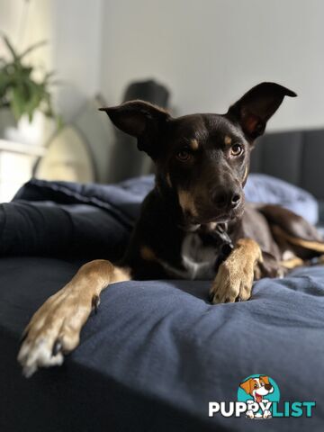 3 Year Old Australian Kelpie