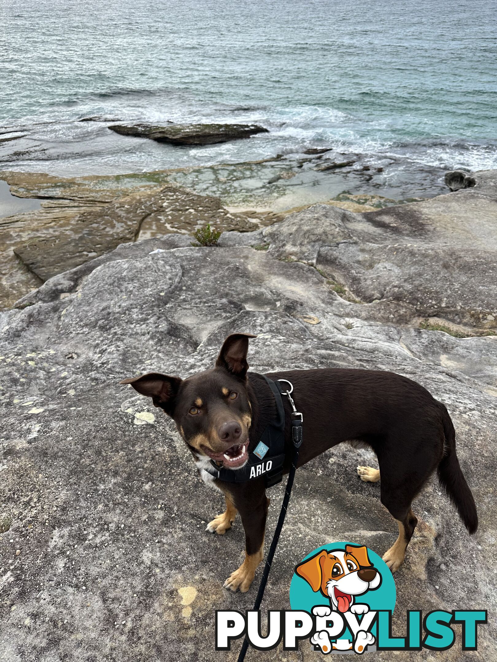 3 Year Old Australian Kelpie