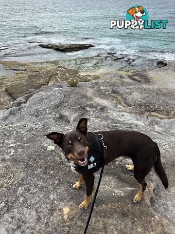 3 Year Old Australian Kelpie