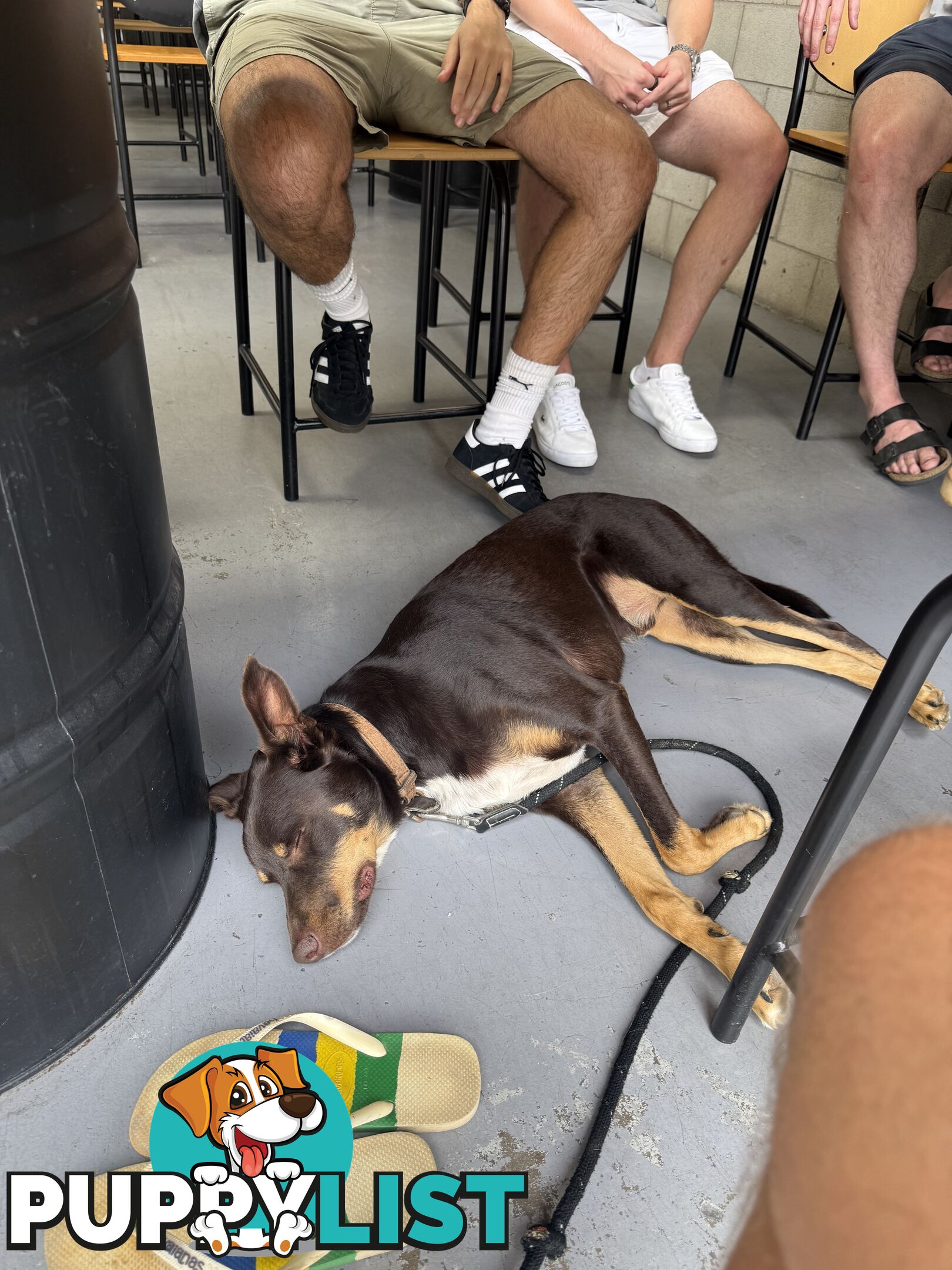 3 Year Old Australian Kelpie