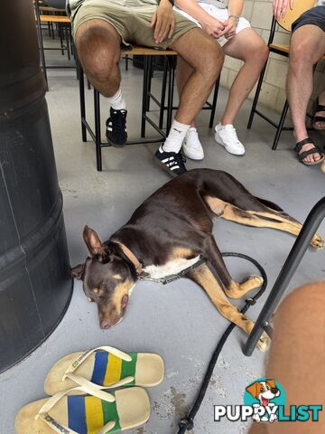 3 Year Old Australian Kelpie