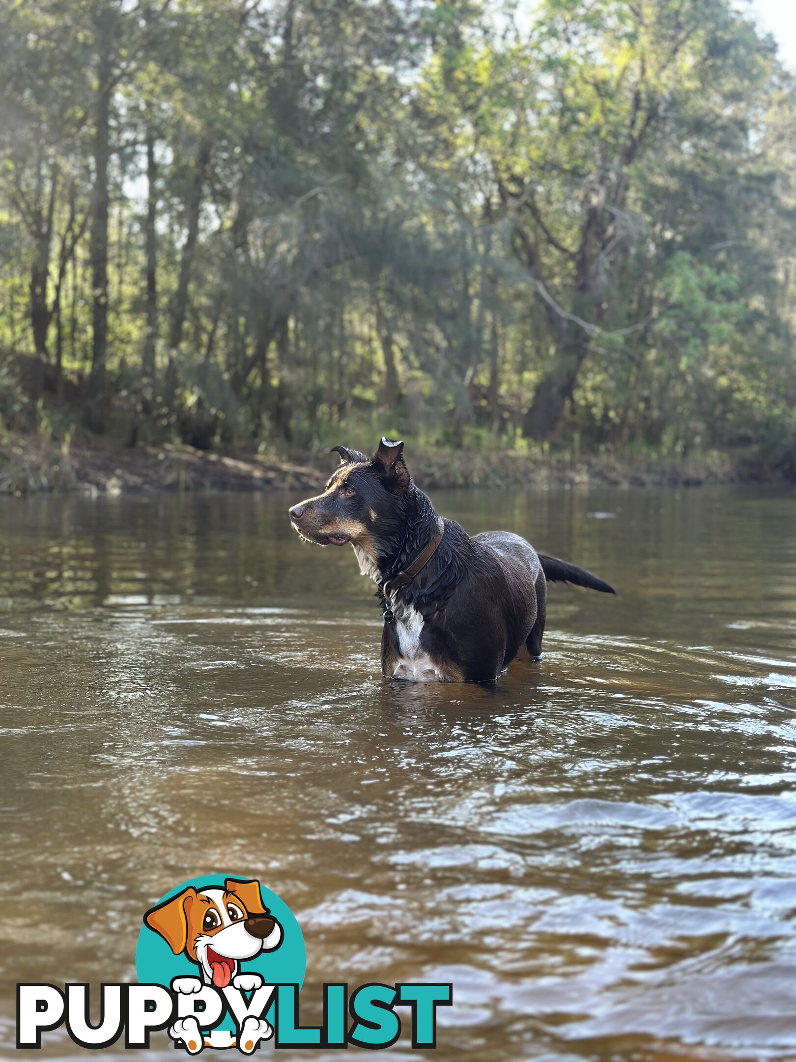 3 Year Old Australian Kelpie