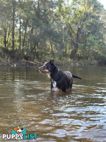 3 Year Old Australian Kelpie