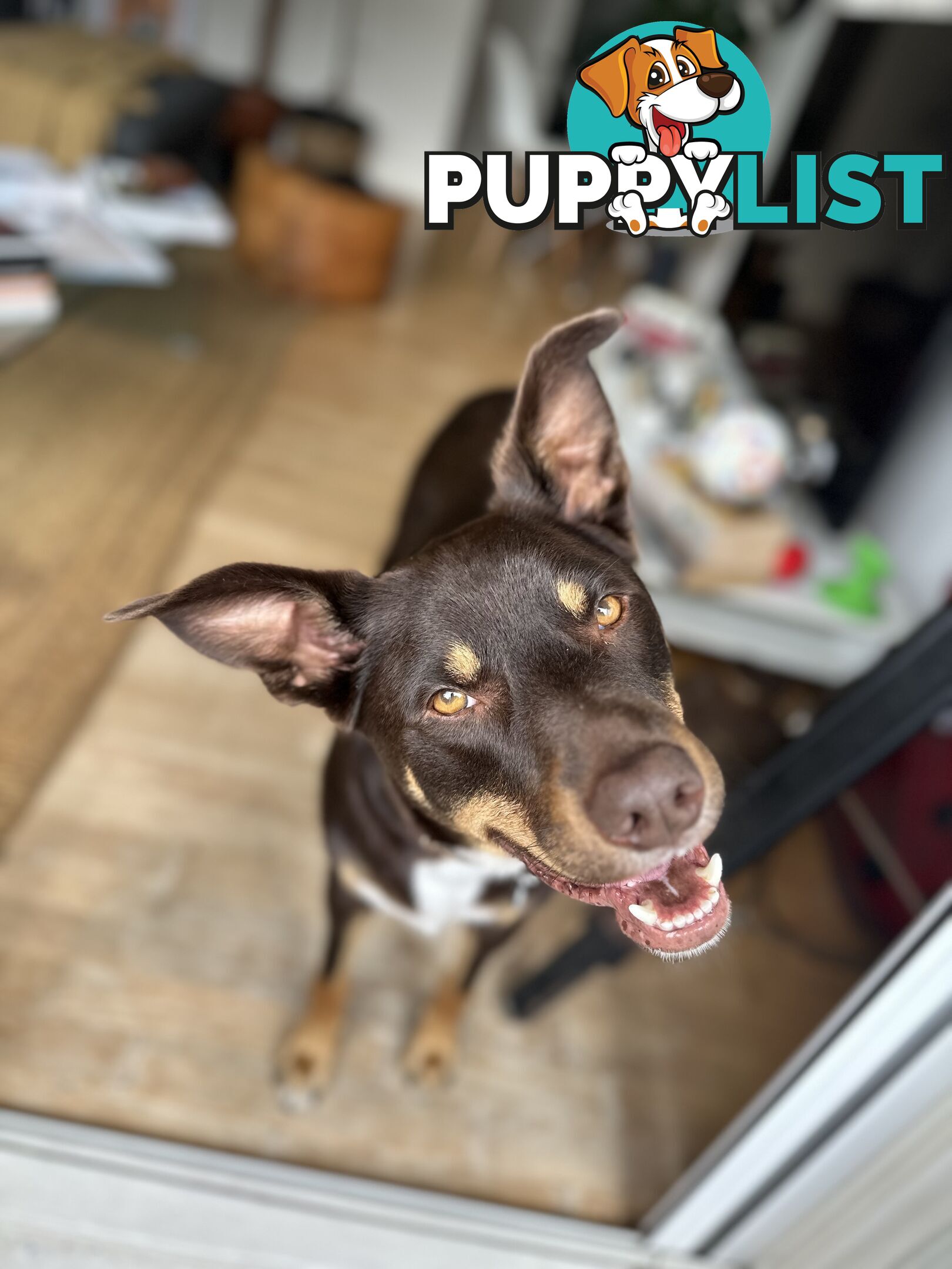 3 Year Old Australian Kelpie