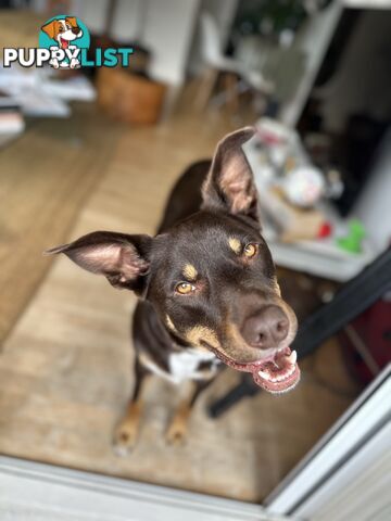 3 Year Old Australian Kelpie