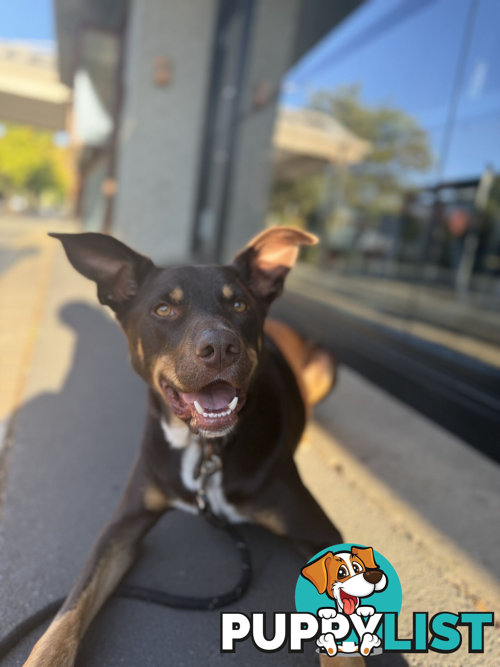 3 Year Old Australian Kelpie