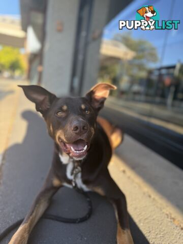 3 Year Old Australian Kelpie