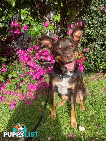 3 Year Old Australian Kelpie