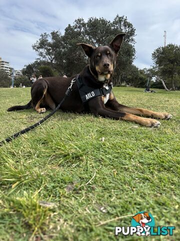 3 Year Old Australian Kelpie