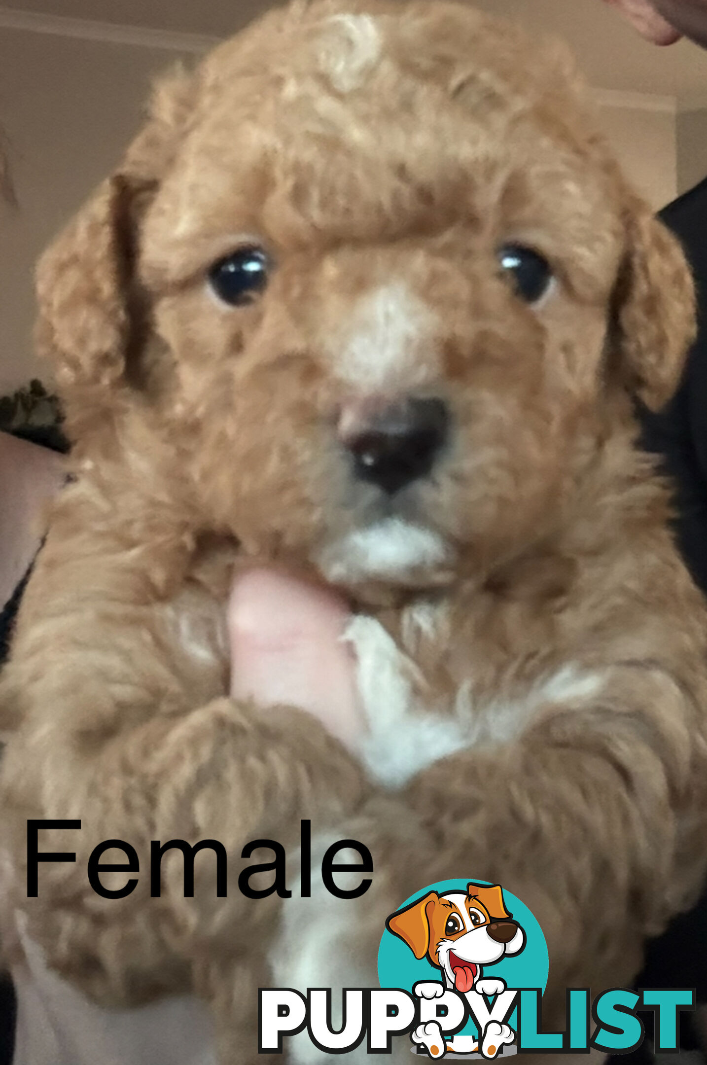 Toy Shmoodle puppies available 2nd July!