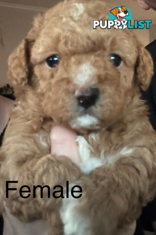 Toy Shmoodle puppies available 2nd July!
