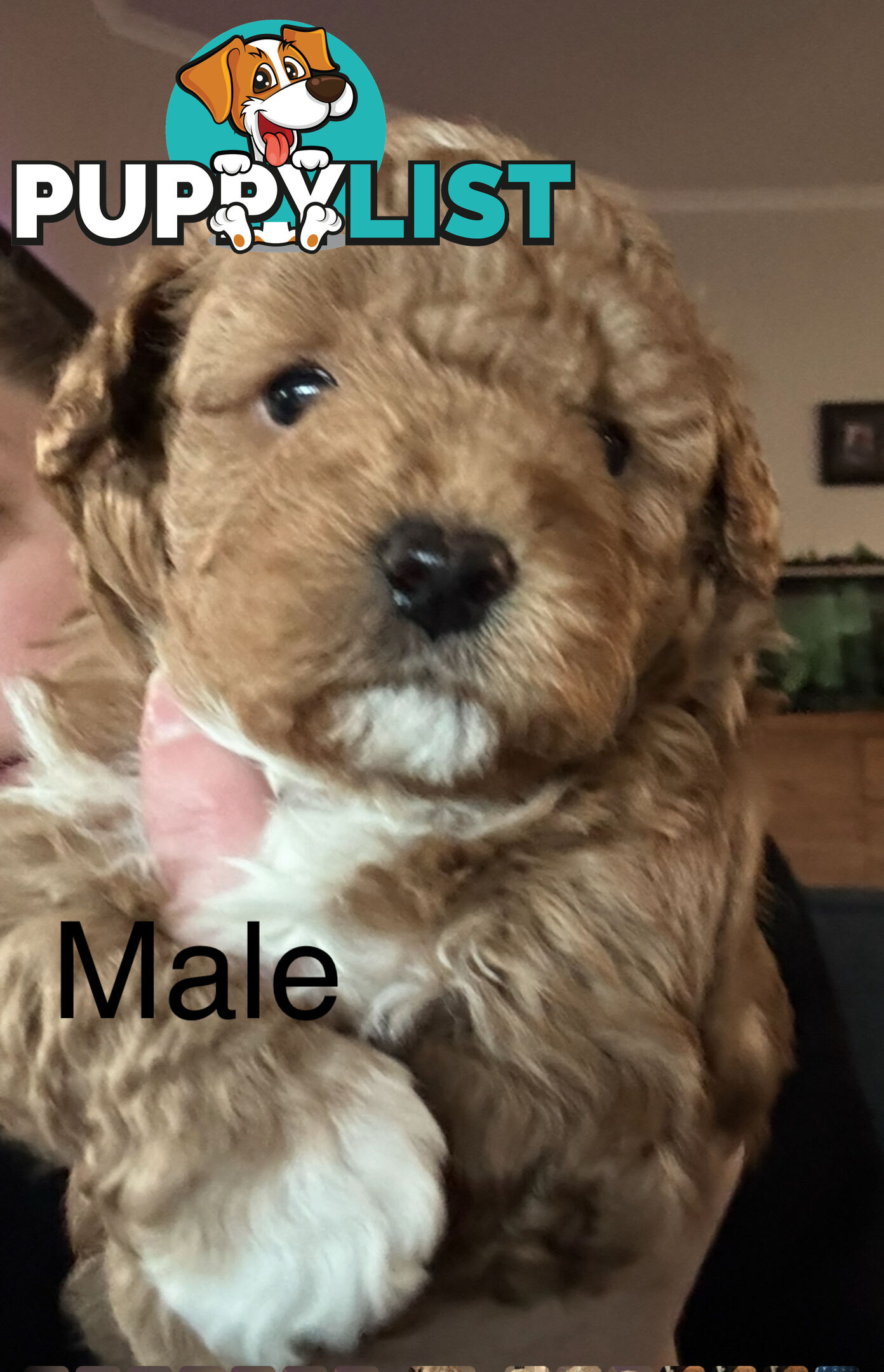 Toy Shmoodle puppies available 2nd July!
