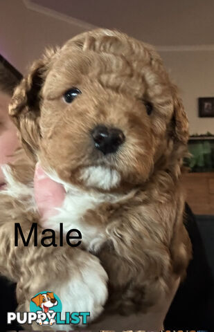 Toy Shmoodle puppies available 2nd July!