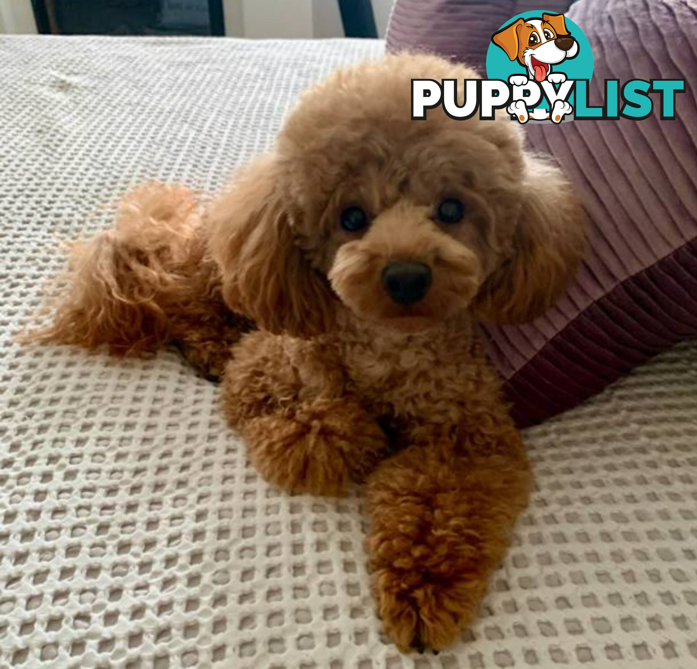 Toy Shmoodle puppies available 2nd July!
