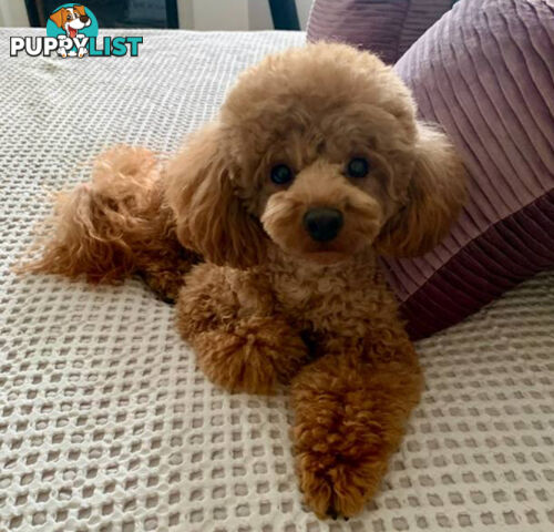 Toy Shmoodle puppies available 2nd July!