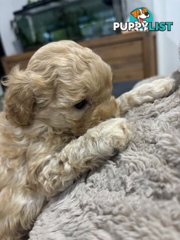 Toy Shmoodle puppies available 2nd July!