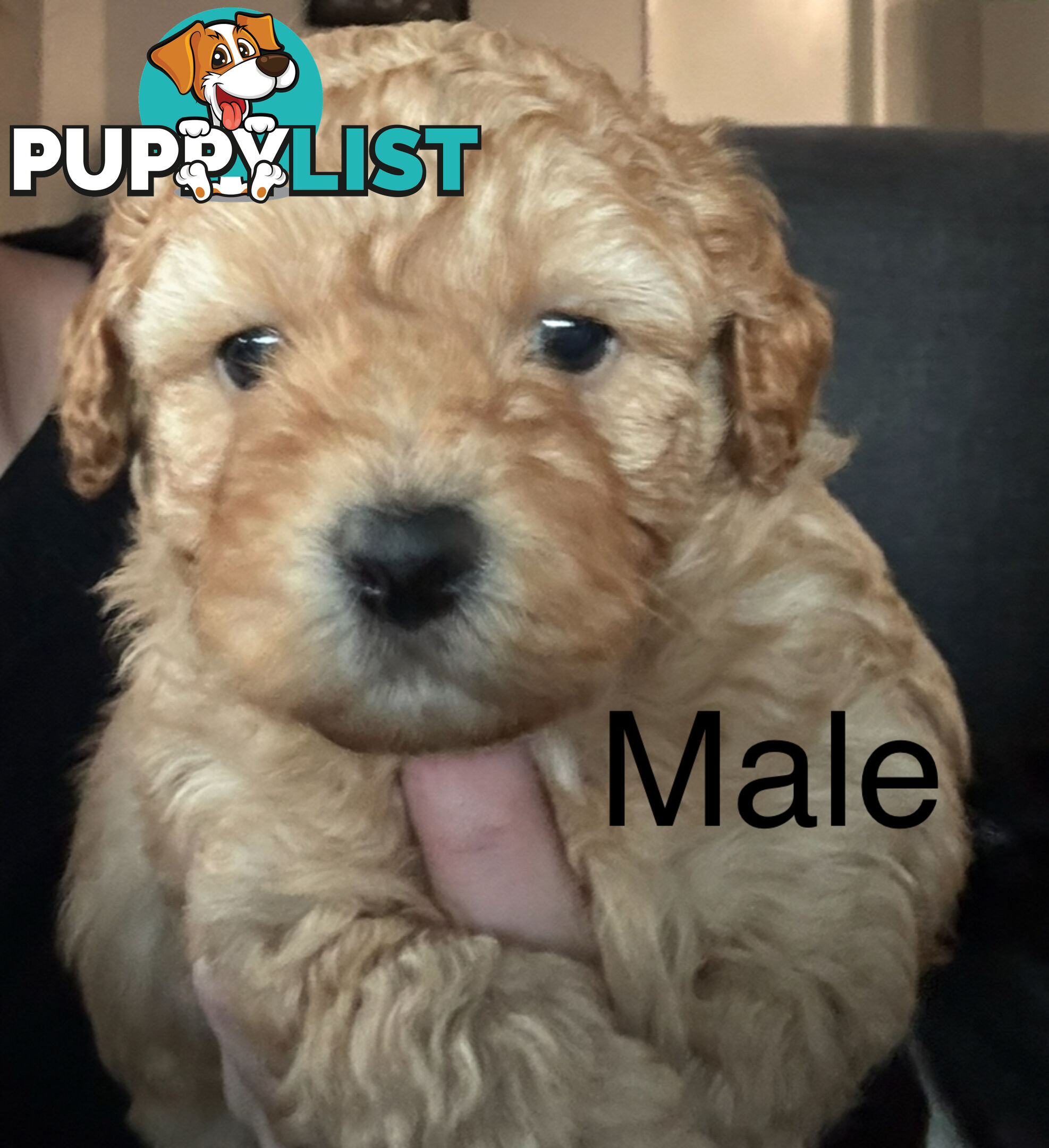Toy Shmoodle puppies available 2nd July!