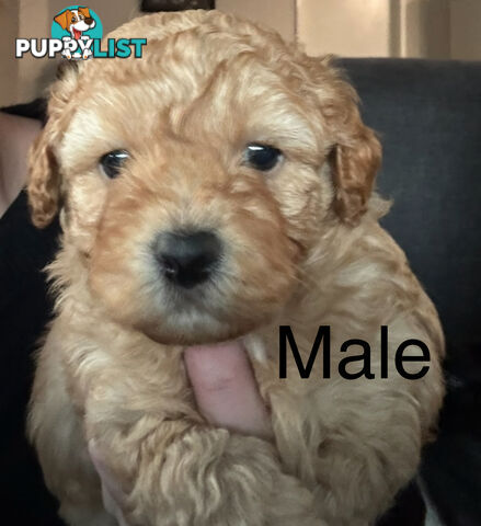 Toy Shmoodle puppies available 2nd July!