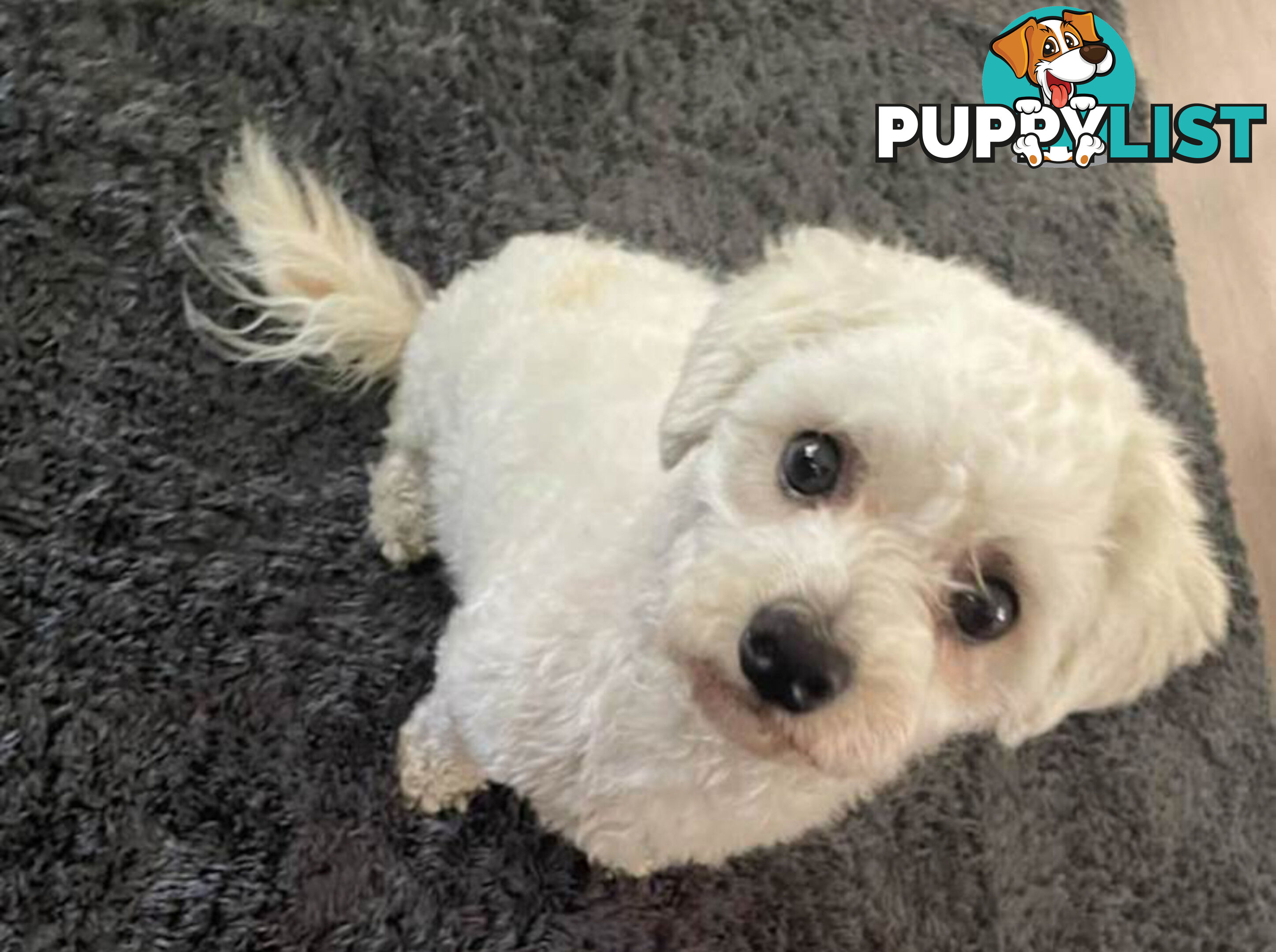Toy Shmoodle puppies available 2nd July!