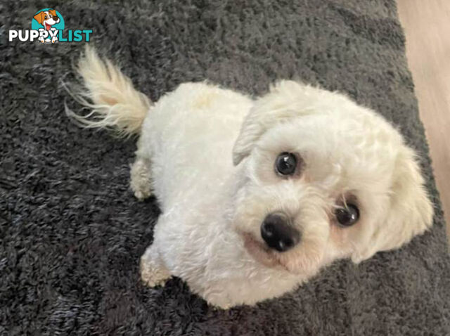 Toy Shmoodle puppies available 2nd July!