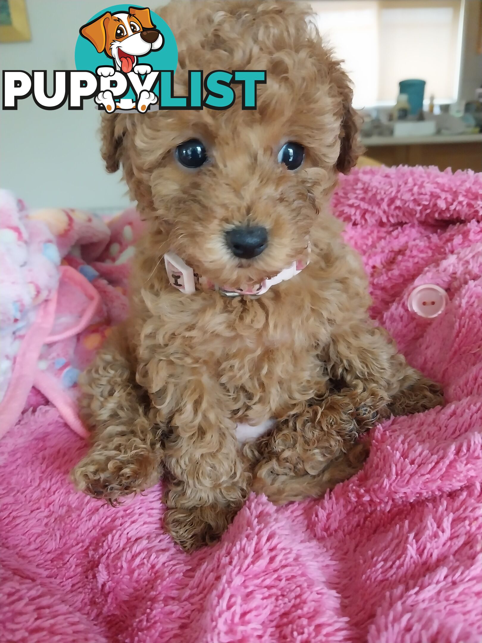 Toy Poodle x Bichon Puppies for sale