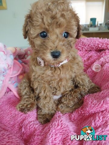 Toy Poodle x Bichon Puppies for sale