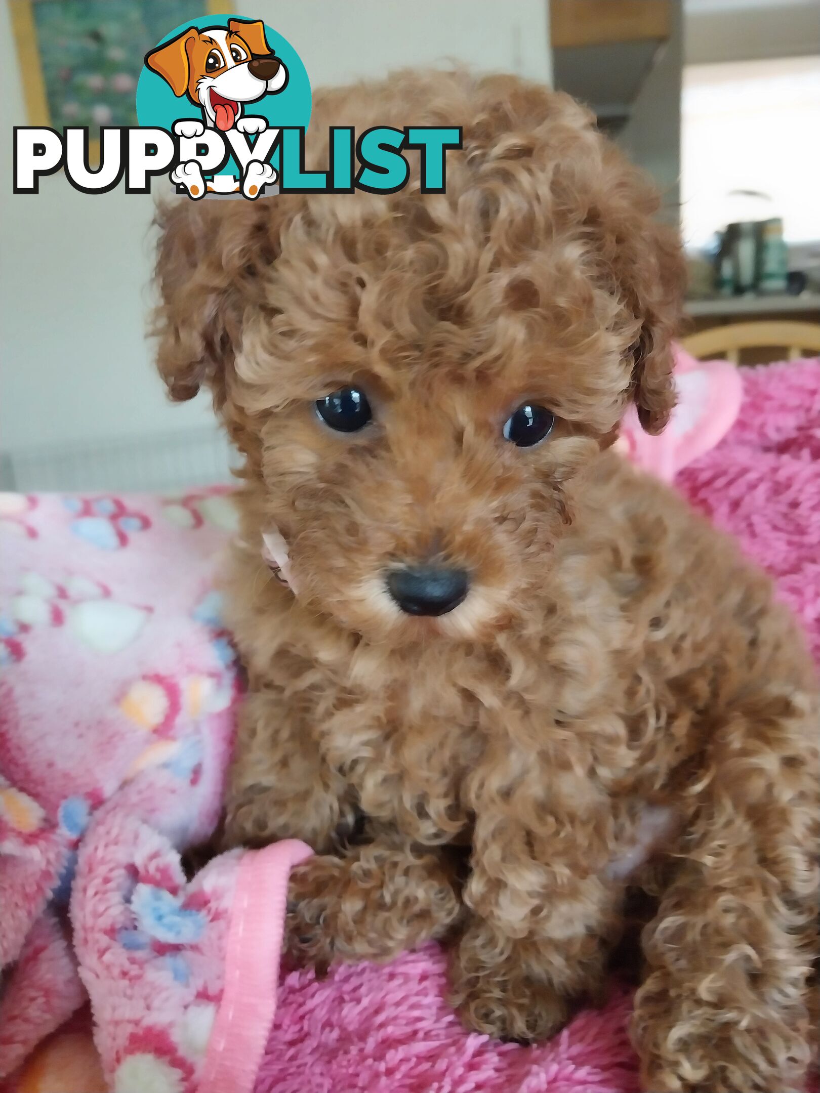 Toy Poodle x Bichon Puppies for sale