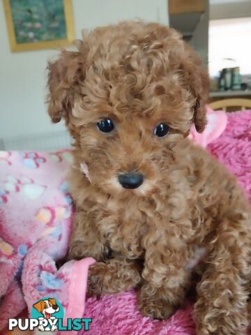 Toy Poodle x Bichon Puppies for sale