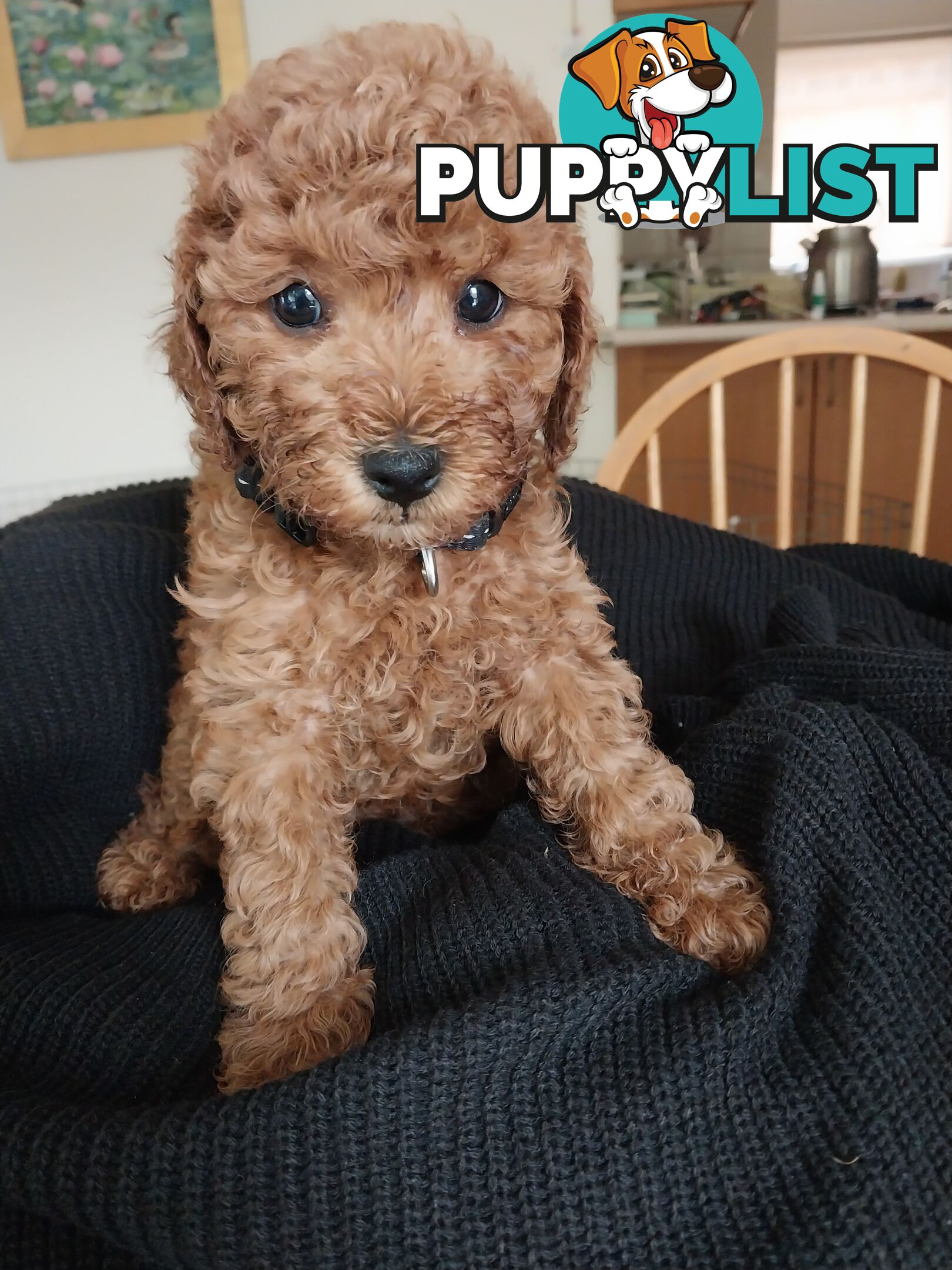 Toy Poodle x Bichon Puppies for sale