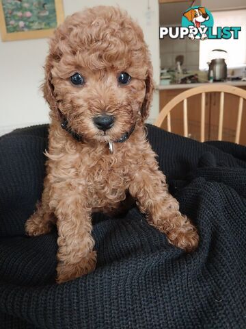 Toy Poodle x Bichon Puppies for sale