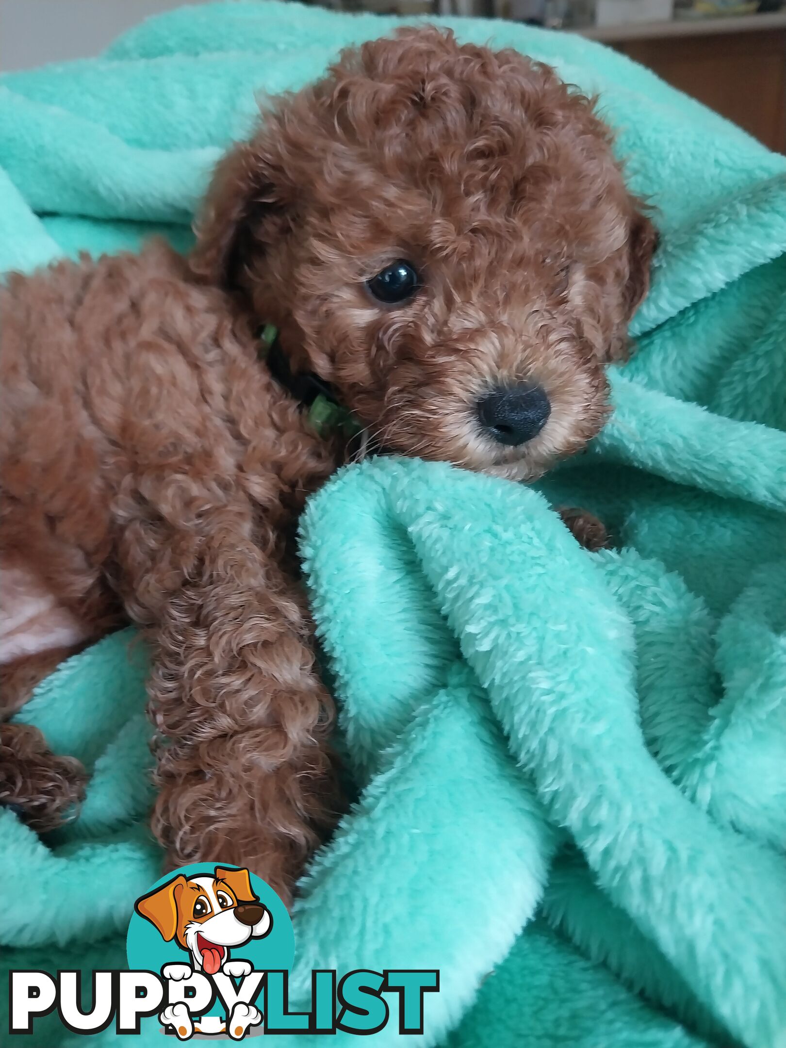 Toy Poodle x Bichon Puppies for sale