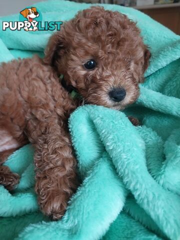 Toy Poodle x Bichon Puppies for sale