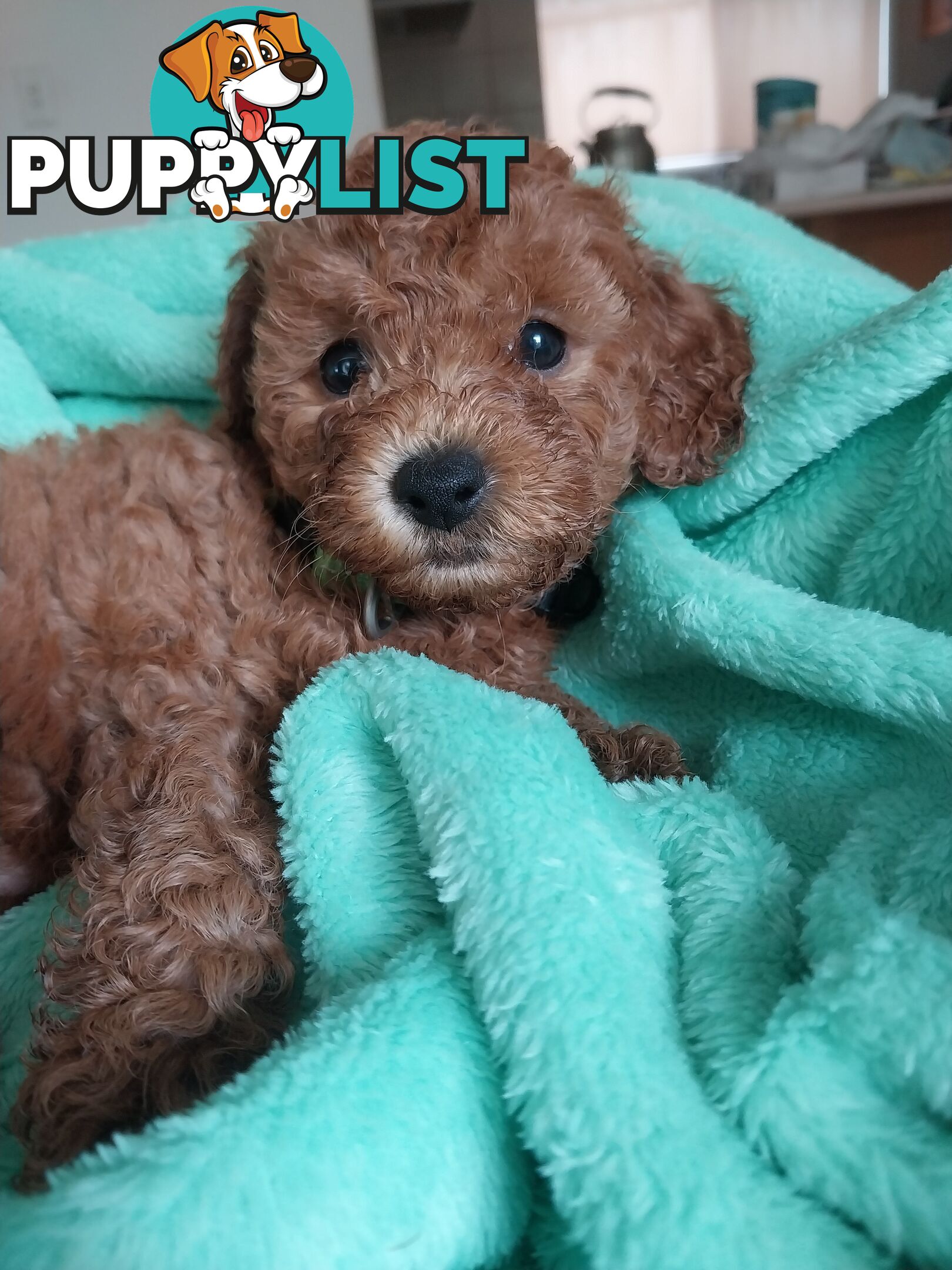 Toy Poodle x Bichon Puppies for sale